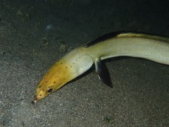 Ophichthus altipennis