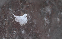 Lagopus muta islandorum