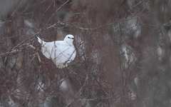 Lagopus muta islandorum