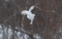Lagopus muta islandorum