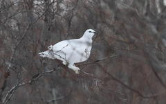 Lagopus muta islandorum