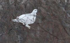 Lagopus muta islandorum