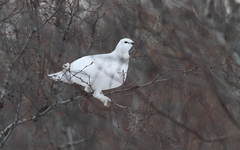 Lagopus muta islandorum