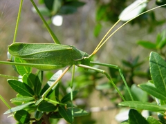 Acrometopa macropoda