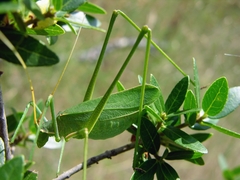 Acrometopa macropoda