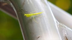 Tropidomantis gressitti
