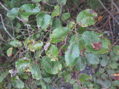 Salix abscondita