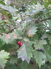 Crataegus maximowiczii