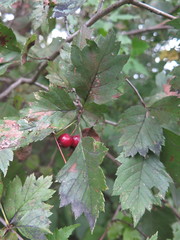 Crataegus maximowiczii
