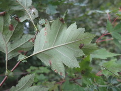 Crataegus maximowiczii