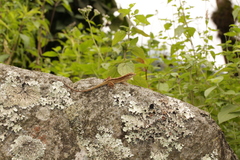 Anolis matudai