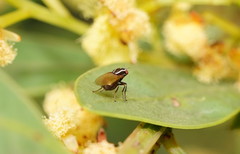 Poecilohetaerus aquilus