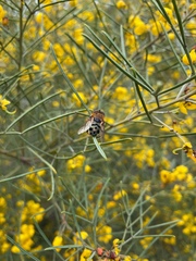 Austalis pulchella