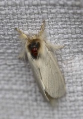 Trichiocercus mesomelas