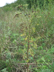 Cnidium dauricum