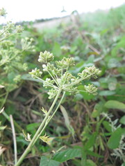 Cnidium dauricum