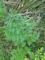 Cnidium dauricum