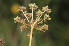 Cnidium dauricum