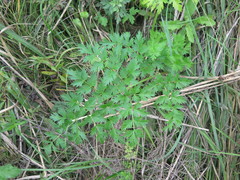 Cnidium dauricum
