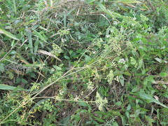 Cnidium dauricum