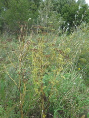 Cnidium dauricum