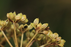 Cnidium dauricum