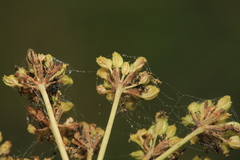 Cnidium dauricum