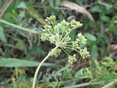 Cnidium dauricum