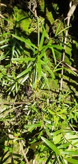 Veronica stenophylla