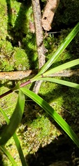 Veronica stenophylla