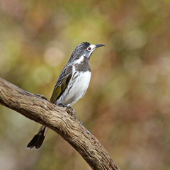 Purnella albifrons