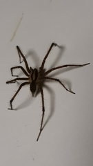 Agelenopsis