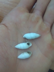 Brephulopsis cylindrica