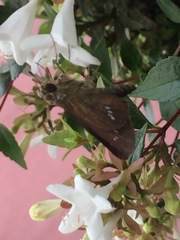 Parnara guttata