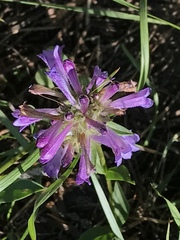Penstemon heterodoxus