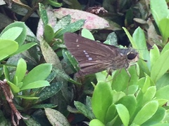 Parnara guttata