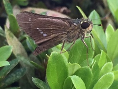 Parnara guttata