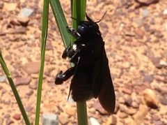 Xylocopa