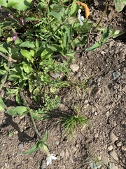 Silene latifolia