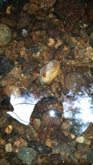 Anodonta oregonensis