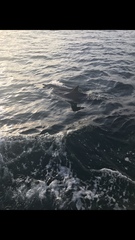 Delphinus