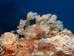 Marionia arborescens