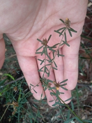 Pultenaea retusa