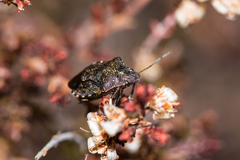 Rhacognathus punctatus