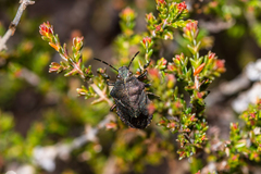 Rhacognathus punctatus