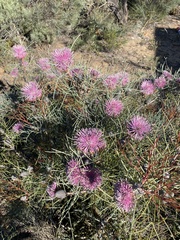 Isopogon divergens