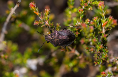 Rhacognathus punctatus