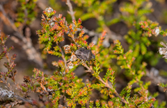 Rhacognathus punctatus