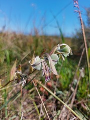 Gladiolus orchidiflorus