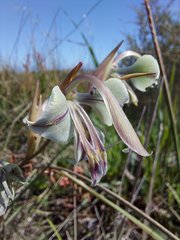 Gladiolus orchidiflorus